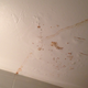 Illustration for article titled NYC Apartment War Story: The Case of the Ceiling Poop